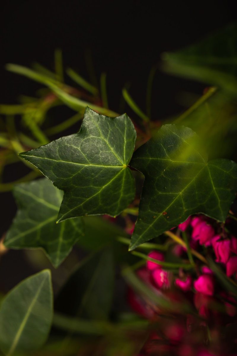 Pure Love - Image 6