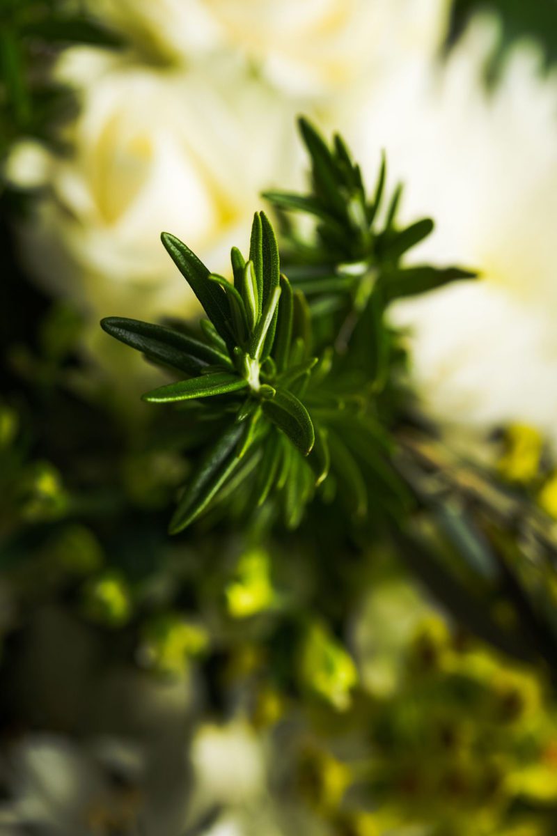 Peace - Image 6