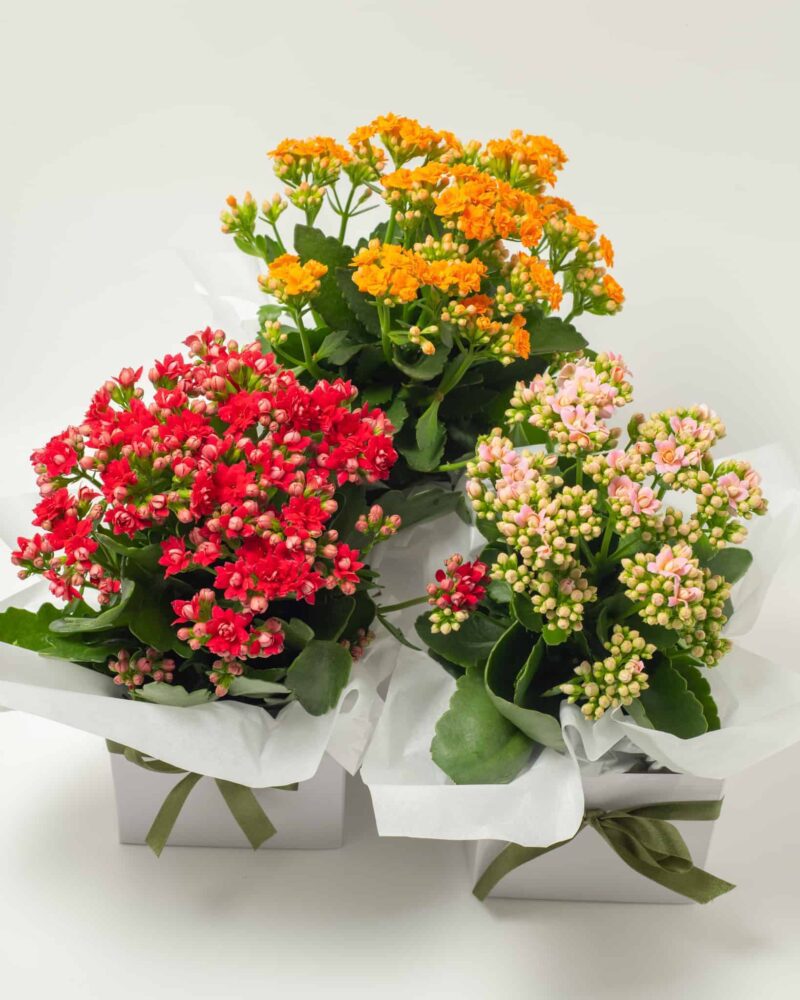 Kalanchoe Plant
